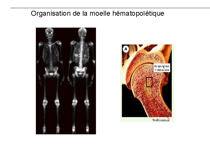 Organisation de la moelle hématopoïétique 