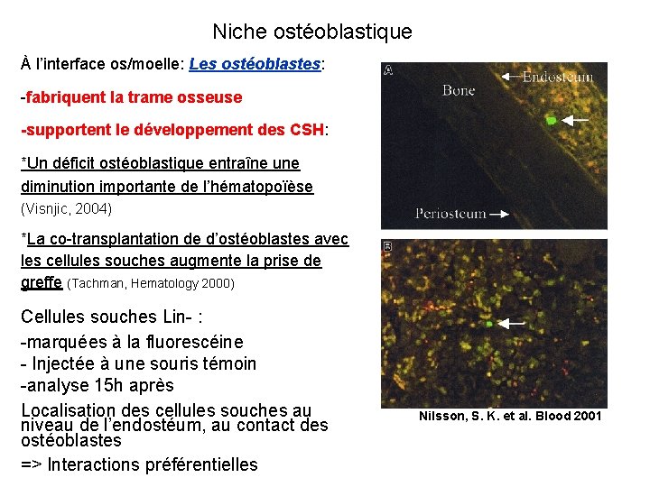 Niche ostéoblastique À l’interface os/moelle: Les ostéoblastes: -fabriquent la trame osseuse -supportent le développement