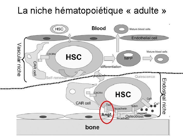 La niche hématopoiétique « adulte » Ang 1 