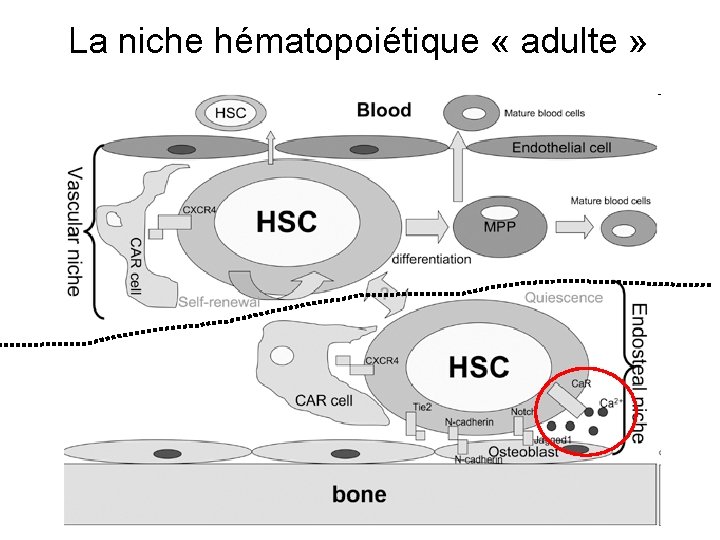 La niche hématopoiétique « adulte » 