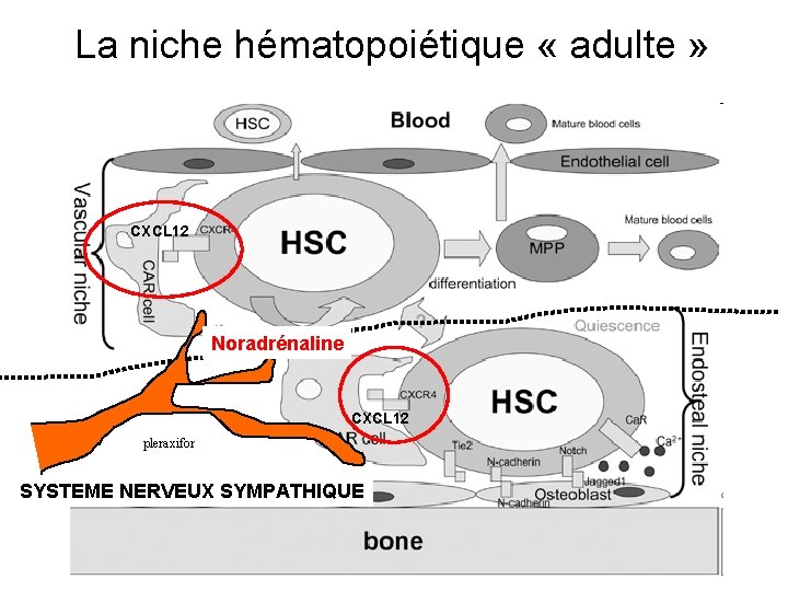 La niche hématopoiétique « adulte » CXCL 12 Noradrénaline CXCL 12 pleraxifor SYSTEME NERVEUX