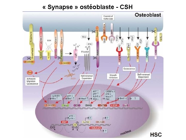  « Synapse » ostéoblaste - CSH 