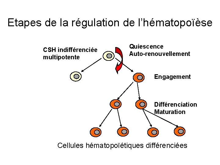Etapes de la régulation de l’hématopoïèse Quiescence Auto-renouvellement CSH indifférenciée multipotente Engagement Différenciation Maturation