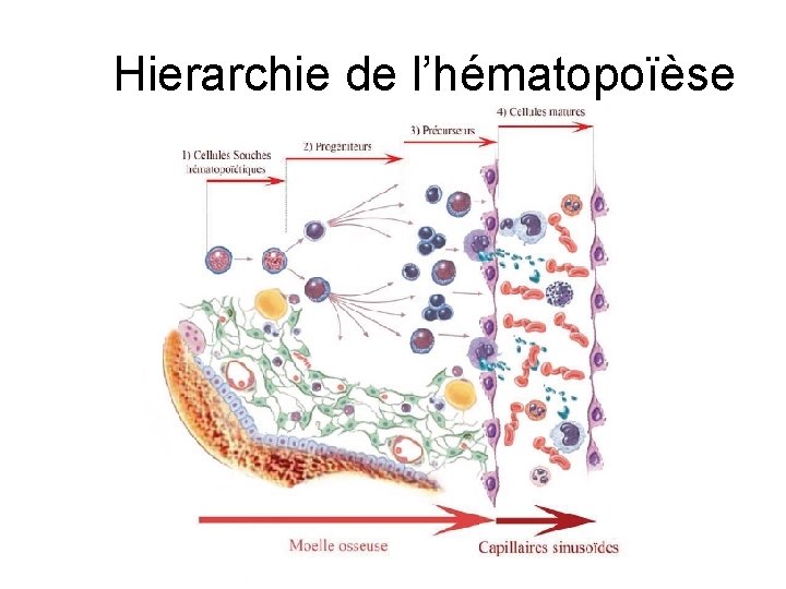 Hierarchie de l’hématopoïèse 