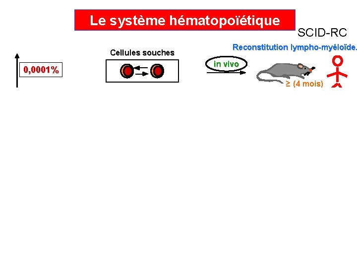 Le système hématopoïétique Cellules souches SCID-RC Reconstitution lympho-myéloïde. in vivo 0, 0001% CD 34+