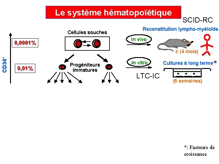 Le système hématopoïétique Cellules souches SCID-RC Reconstitution lympho-myéloïde. in vivo 0, 0001% CD 34+