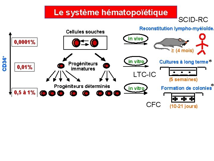 Le système hématopoïétique Cellules souches SCID-RC Reconstitution lympho-myéloïde. in vivo 0, 0001% CD 34+