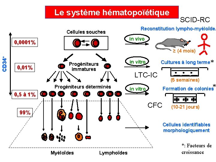 Le système hématopoïétique Cellules souches SCID-RC Reconstitution lympho-myéloïde. in vivo 0, 0001% CD 34+