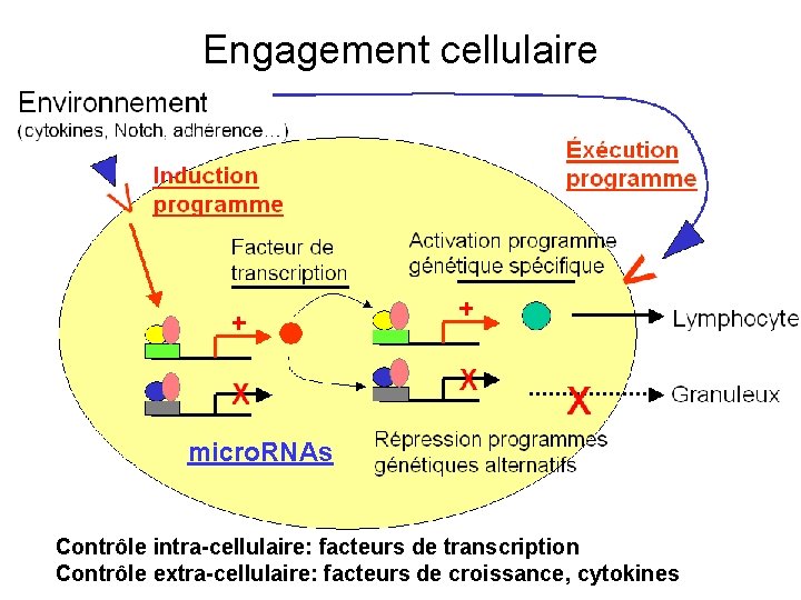 Engagement cellulaire micro. RNAs Contrôle intra-cellulaire: facteurs de transcription Contrôle extra-cellulaire: facteurs de croissance,