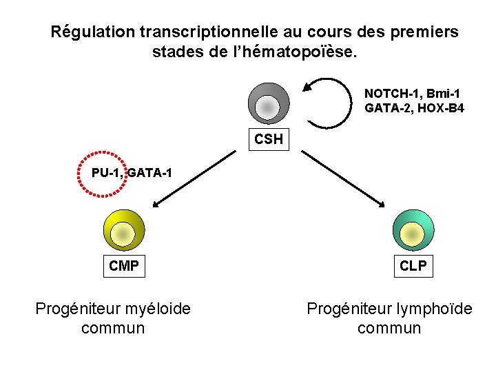 Régulation transcriptionnelle au cours des premiers stades de l’hématopoïèse. NOTCH-1, Bmi-1 GATA-2, HOX-B 4