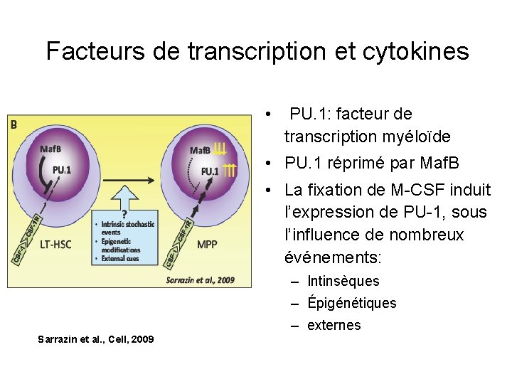 Facteurs de transcription et cytokines • PU. 1: facteur de transcription myéloïde • PU.