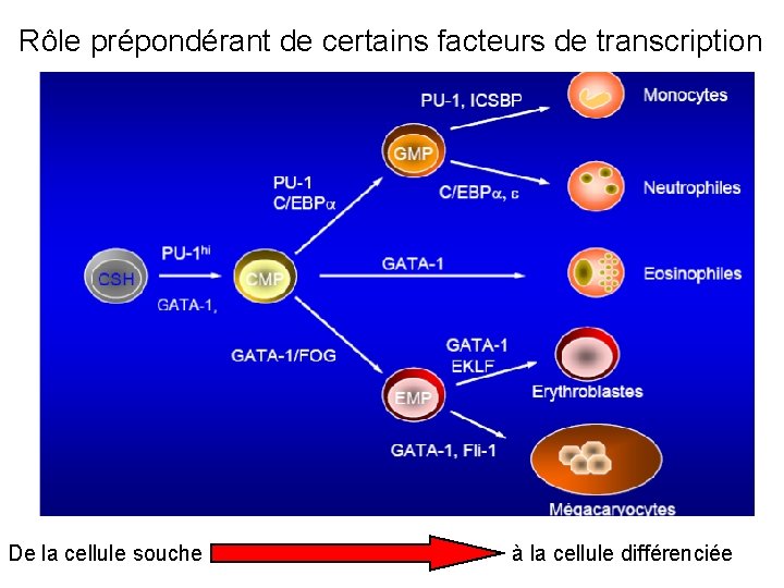 Rôle prépondérant de certains facteurs de transcription De la cellule souche à la cellule