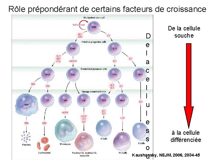 Rôle prépondérant de certains facteurs de croissance De la cellule souche D e l