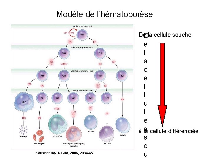Modèle de l’hématopoïèse De la cellule souche D Kaushansky, NEJM, 2006, 2034 -45 e