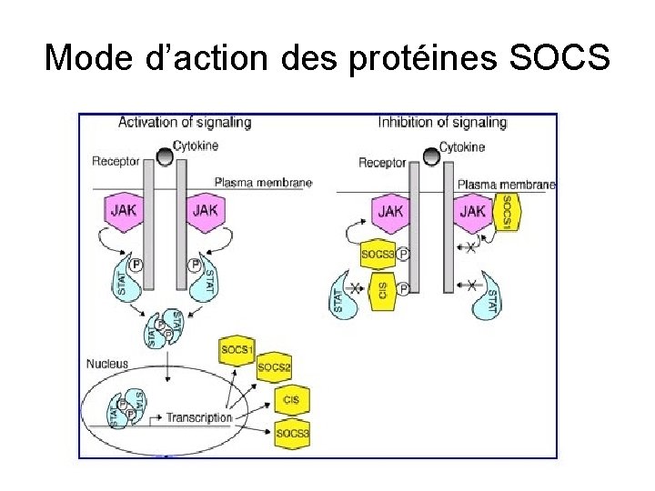 Mode d’action des protéines SOCS 