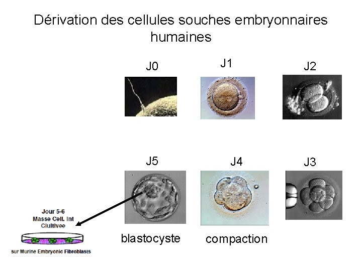 Dérivation des cellules souches embryonnaires humaines J 0 J 1 J 5 J 4