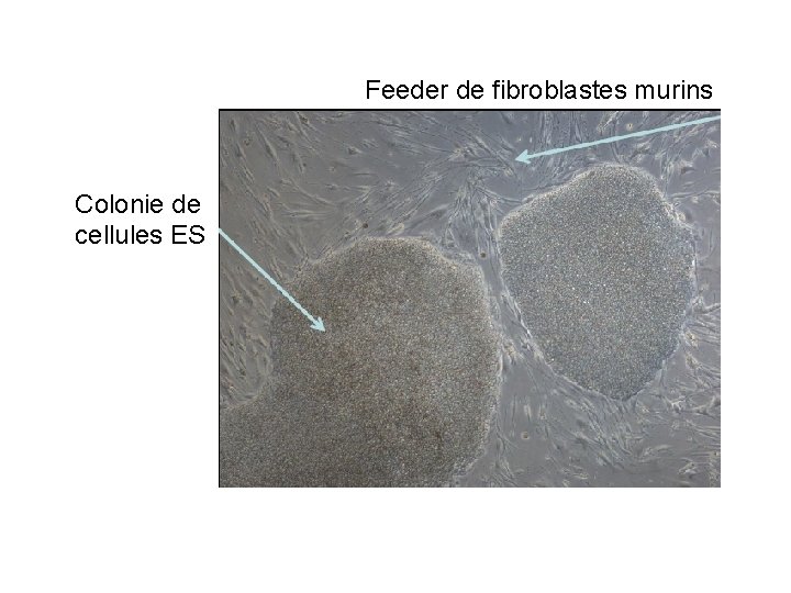 Feeder de fibroblastes murins Colonie de cellules ES 