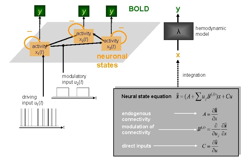 y y BOLD y activity x 2(t) neuronal states hemodynamic model x integration modulatory