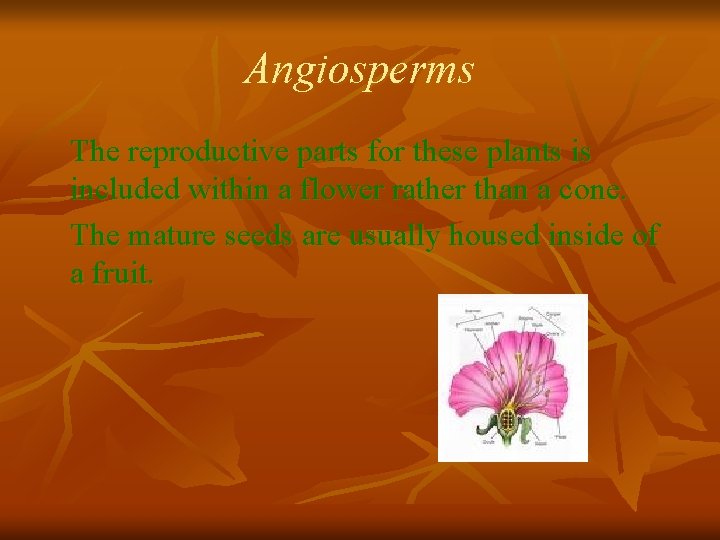 Angiosperms The reproductive parts for these plants is included within a flower rather than