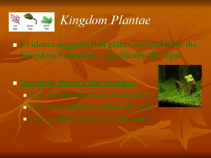 Kingdom Plantae n n Evidence suggests that plants evolved from the Kingdom Eubacteria, specifically