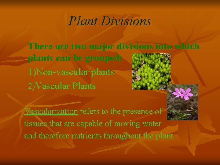 Plant Divisions There are two major divisions into which plants can be grouped: 1)Non-vascular