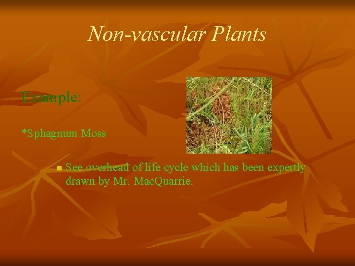 Non-vascular Plants Example: *Sphagnum Moss n See overhead of life cycle which has been