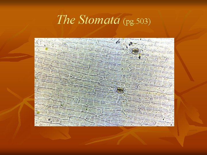 The Stomata (pg. 503) 