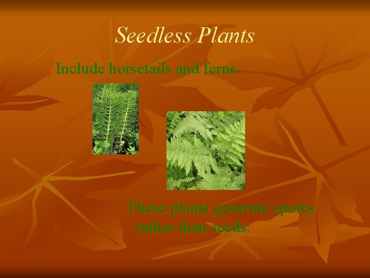 Seedless Plants Include horsetails and ferns. These plants generate spores rather than seeds. 
