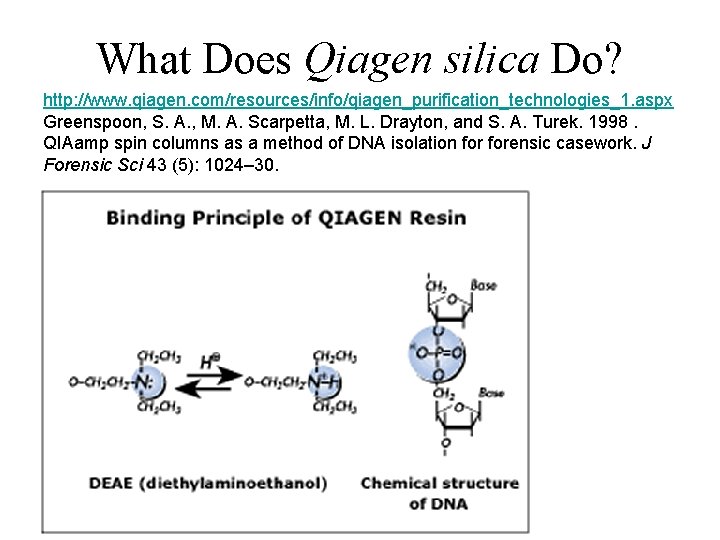 What Does Qiagen silica Do? http: //www. qiagen. com/resources/info/qiagen_purification_technologies_1. aspx Greenspoon, S. A. ,