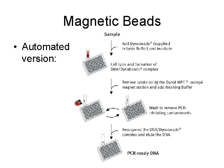 Magnetic Beads • Automated version: 