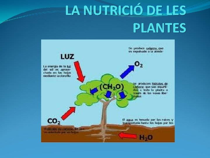 LA NUTRICIÓ DE LES PLANTES 