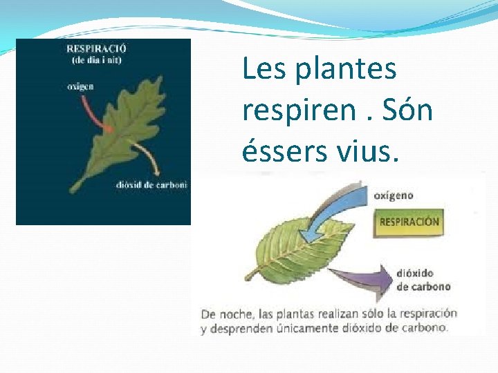 Les plantes respiren. Són éssers vius. 
