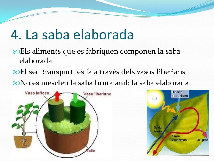 4. La saba elaborada Els aliments que es fabriquen componen la saba elaborada. El