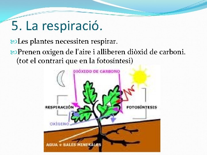 5. La respiració. Les plantes necessiten respirar. Prenen oxigen de l’aire i alliberen diòxid
