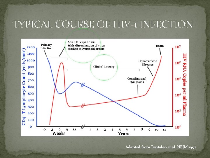 TYPICAL COURSE OF HIV-1 INFECTION Adapted from Pantaleo et al. NEJM 1993. 