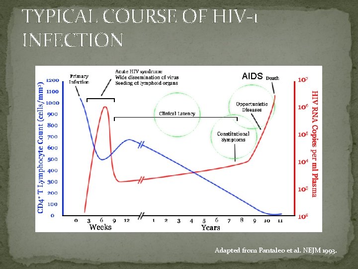 TYPICAL COURSE OF HIV-1 INFECTION AIDS Adapted from Pantaleo et al. NEJM 1993. 