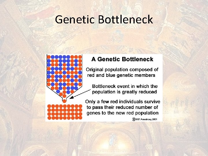 Genetic Bottleneck 