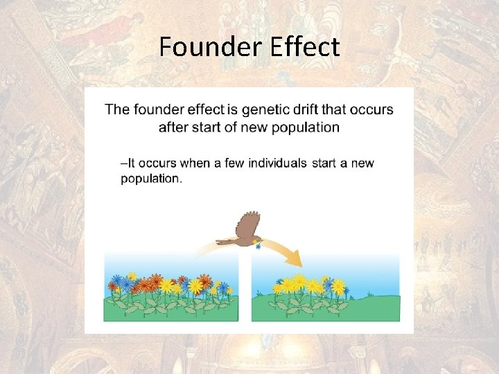 Founder Effect 