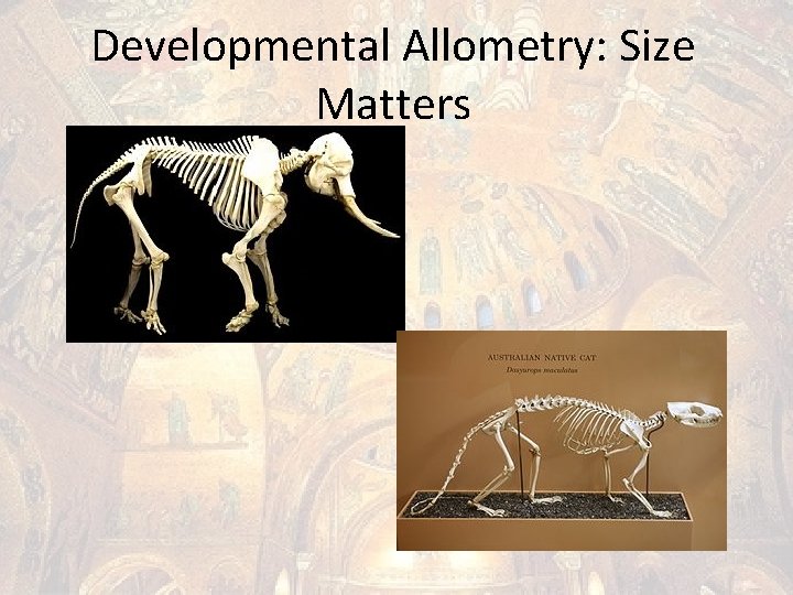 Developmental Allometry: Size Matters 