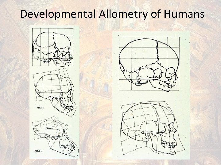 Developmental Allometry of Humans 