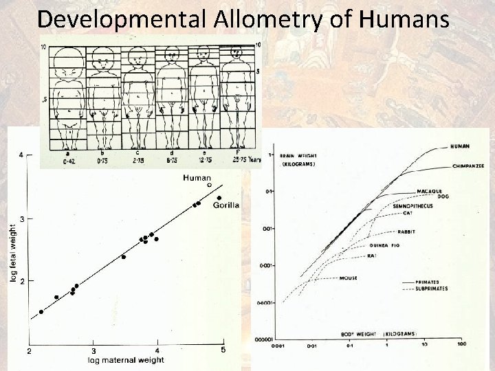 Developmental Allometry of Humans 