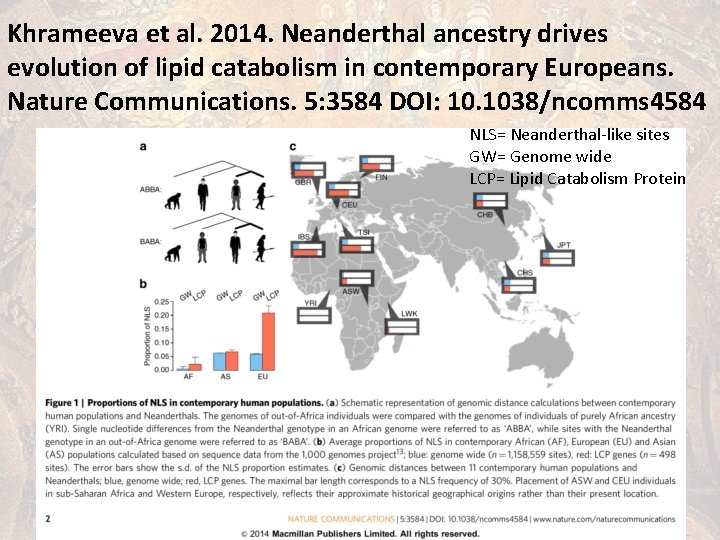 Khrameeva et al. 2014. Neanderthal ancestry drives evolution of lipid catabolism in contemporary Europeans.