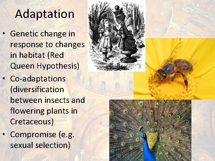 Adaptation • Genetic change in response to changes in habitat (Red Queen Hypothesis) •