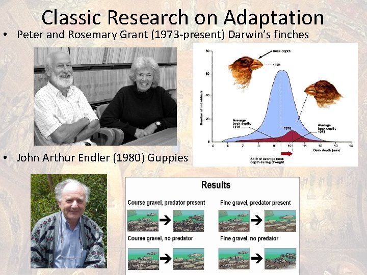 Classic Research on Adaptation • Peter and Rosemary Grant (1973 -present) Darwin’s finches •