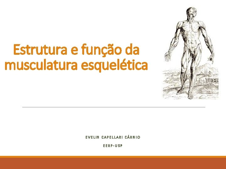 Estrutura e função da musculatura esquelética EVELIN CAPELLARI CÁRNIO EERP-USP Estrutura e função da musculatura esquelética EVELIN CAPELLARI CÁRNIO EERP-USP