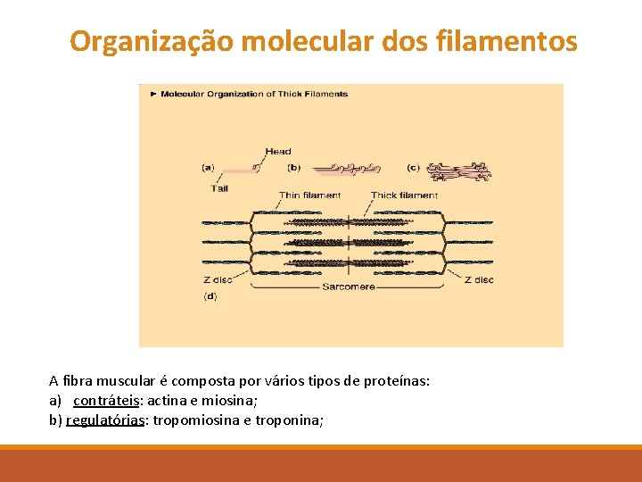 Organização molecular dos filamentos A fibra muscular é composta por vários tipos de proteínas: Organização molecular dos filamentos A fibra muscular é composta por vários tipos de proteínas: