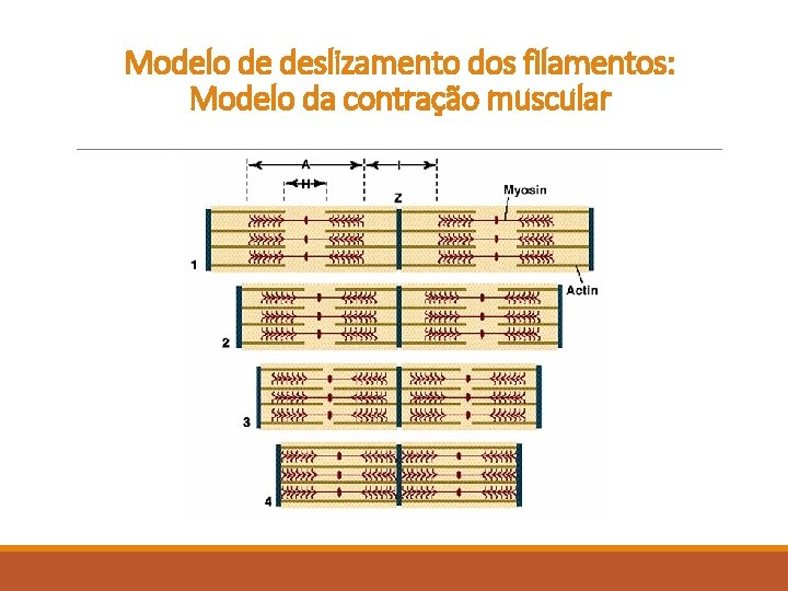 Modelo de deslizamento dos filamentos: Modelo da contração muscular Modelo de deslizamento dos filamentos: Modelo da contração muscular