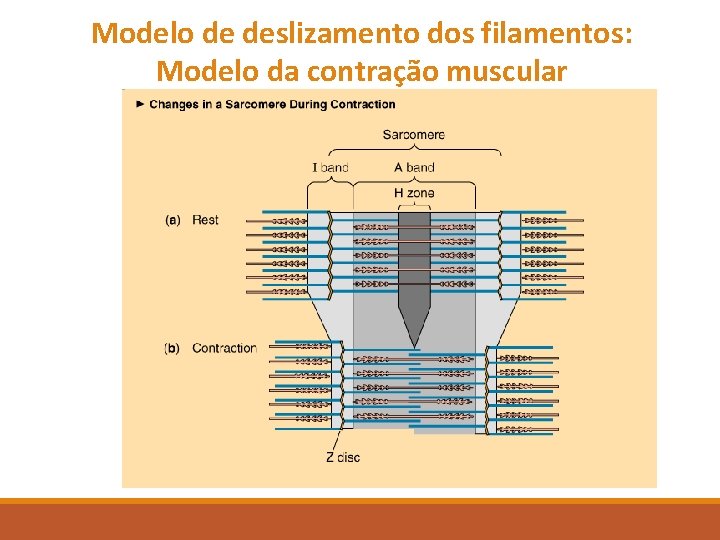 Modelo de deslizamento dos filamentos: Modelo da contração muscular Modelo de deslizamento dos filamentos: Modelo da contração muscular