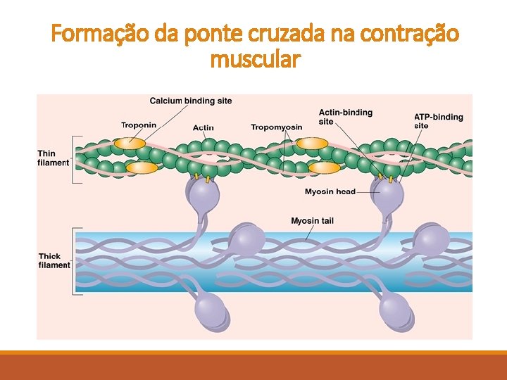Formação da ponte cruzada na contração muscular Formação da ponte cruzada na contração muscular
