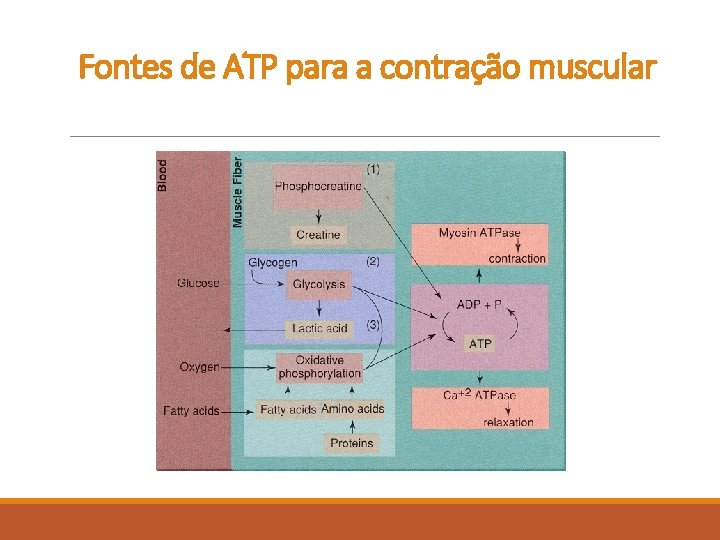 Fontes de ATP para a contração muscular Fontes de ATP para a contração muscular